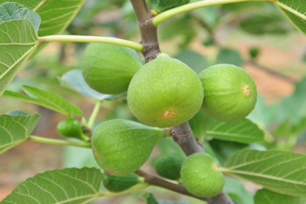  無(wú)花果有什么營(yíng)養(yǎng)？